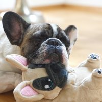 Corimori Süße Plüsch-Hausschuhe (10+ Designs) Frenchie „Zorro“ Slipper Einheitsgröße 25-33.5 Unisex Pantoffeln Beige Schwarz
